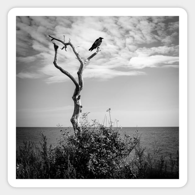 a lone crow in a dead tree on the Swedish coast Sticker by connyM-Sweden